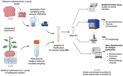 Systematic characterization of extracellular vesicles from potato (Solanum tuberosum cv. Laura) roots and peels: biophysical properties and proteomic profiling